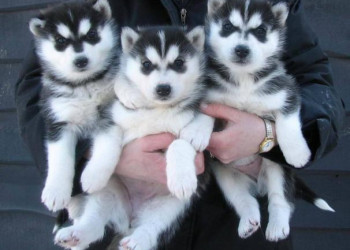 Regalo Cachorros Siberian Husky Para Adopcion