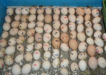 Avestruz, guacamayo, gris africano, cacatúa, amazon, eclectus lrop polls y huevos fértiles para la venta