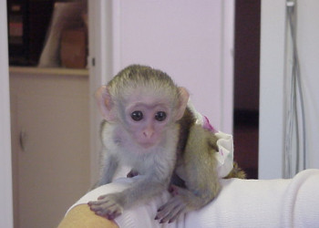 Monos capuchinos bebé bien entrenados disponibles para adopción ahora