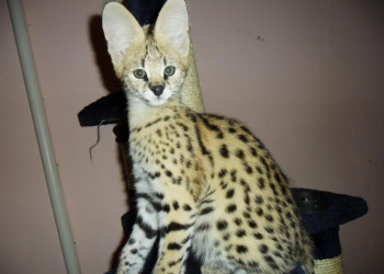 gatitos serval, savannah y caracal disponibles
