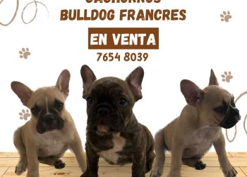 Vendo Lindos Cachorros Bulldog Frances