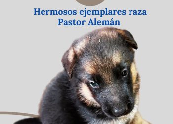 Perros Pastor Aleman
