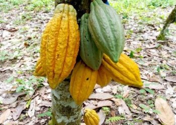 American Cocoa Bean Exporters and Importer Near Me worldwide +27631501216 Conglomerate Global Pty Ltd