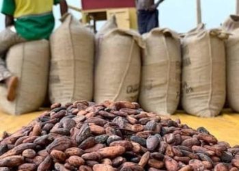 Looking for Premium Raw Cacao Beans | Cocoa Beans, Cocoa Butter or Cocoa Powder +27631501216