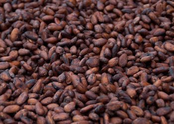 Find Cocoa Bean Exporters Near Me +27631501216