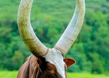 Ankole Bulls for sale | Ankole Female Cow | Ankole Cattle Auctions | Ankole Bulls for Auction (【﻿+27631501216】)