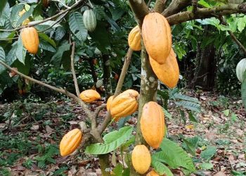 South African Cocoa Beans Suppliers and Manufacturers | Cocoa Beans For Sale +27631501216 Spain Berlin