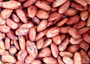 Cocoa Exporter Near Me | Buy Fermented Dried Raw Cacao Beans +27631501216