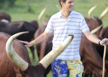 South Africa Ankole Exporters, Suppliers, Importers and Buyers | livestock marketing specialists (【﻿+27631501216】)