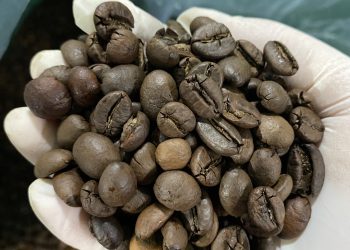 Buy Premium Roasted Coffee Beans Near Me | International Suppliers and Wholesalers +27631501216 Spain