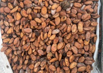 Uganda’s Best Cocoa Bean export company and exporters in South Africa +27631501216