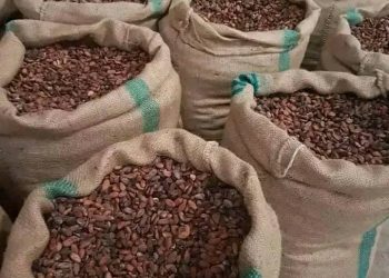 Export African Cocoa Powder Supplier | Source Premium cocoa Sudan USA, UK, South Africa +27631501216