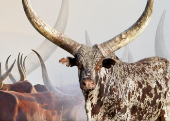 Buy Ankole Cattle, Ankole Cattles Suppliers in South Africa (【﻿+27631501216】)