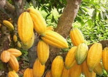 Where to buy cocoa beans in south Africa, Call or wahstapp +27631501216