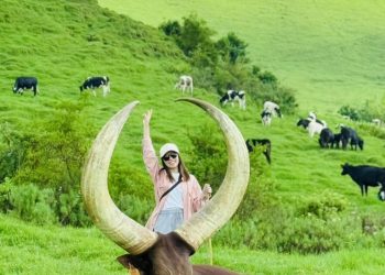 Livestock Trade | Ankole Breed For Sale | Ankole cattle in South Africa for Sale +27631501216