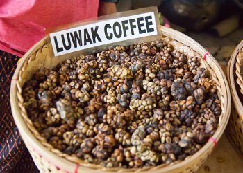 Export Kopi Luwak Organic Arabica Coffee Beans. ROASTED, GREEN beans | Civet Coffee South Africa +27631501216